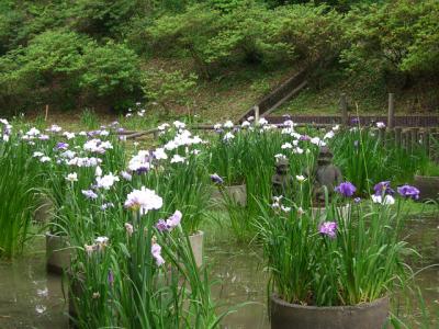 20090609花菖蒲鑑賞会